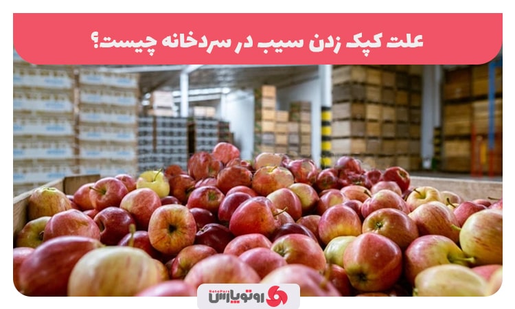 علت کپک زدن سیب در سردخانه